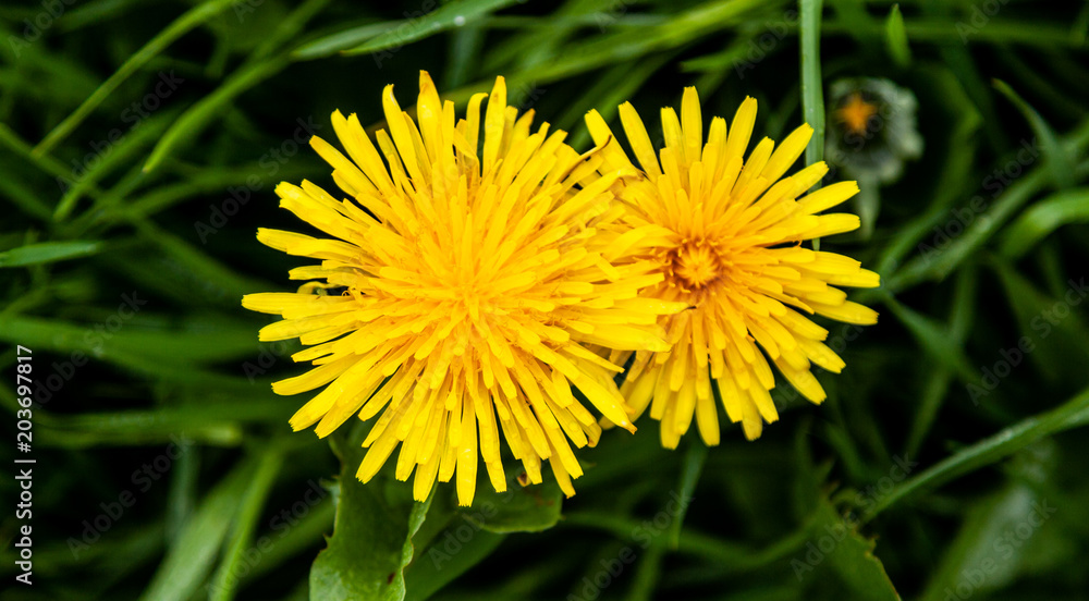Zwei Löwenzahnblüten im hohen Gras Zwei Löwenzahnblüten im hohen Gras