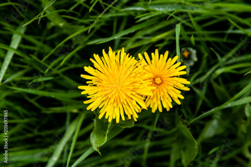 Fototapeta Naklejka Na Ścianę i Meble -  Zwei Löwenzahnblüten im hohen Gras