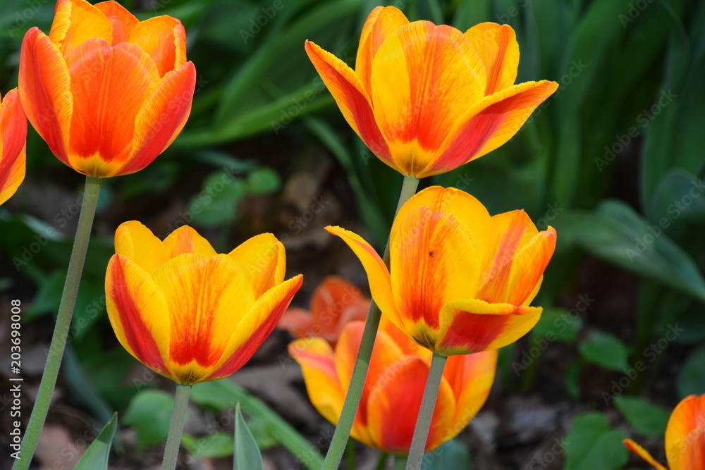flowers flora tulips hyacinths Bud petal bright red yellow orange lilac green crimson pink white blue garden vegetabl garden flower bed color plantation stamen pistil bloom flowers flora tulips hyacinths Bud petal bright red yellow orange lilac green crimson pink white blue garden vegetabl garden flower bed color plantation stamen pistil bloom
