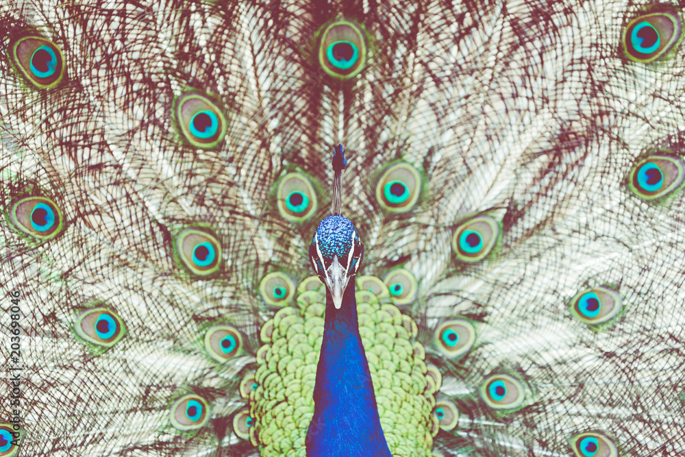 Obraz premium Portrait of beautiful peacock with feathers out