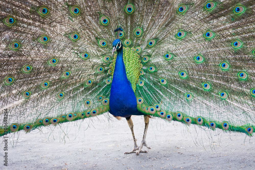 Obraz premium Portrait of beautiful peacock with feathers out