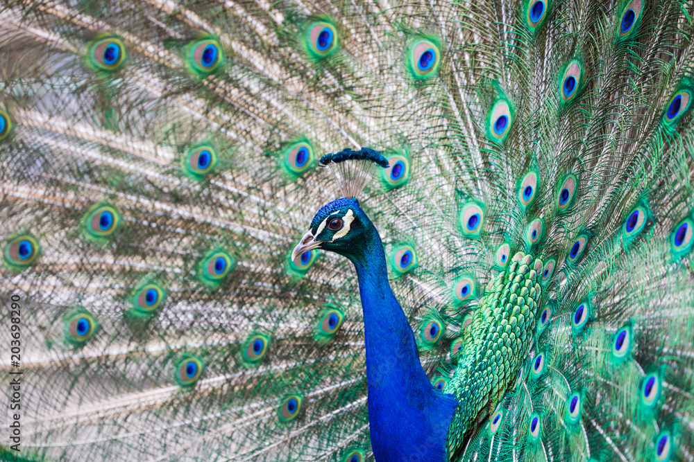 Obraz premium Portrait of beautiful peacock with feathers out