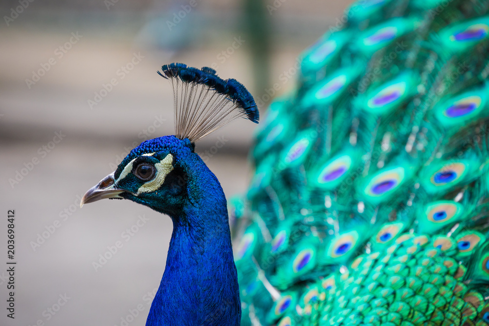 Obraz premium Portrait of beautiful peacock with feathers out