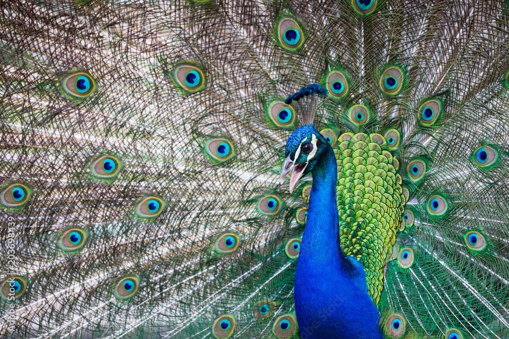Obraz premium Portrait of beautiful peacock with feathers out