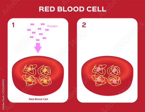 Structure of the haemoglobin ( hemoglobin ) molecule , heme groups and iron atoms. red blood cell and oxygen vector