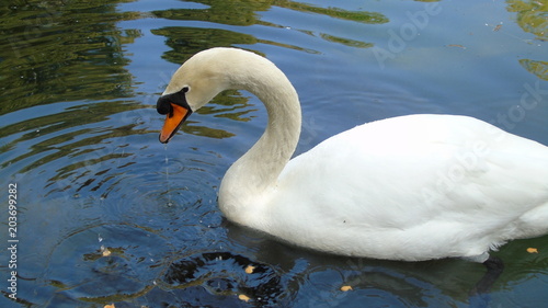 Swan