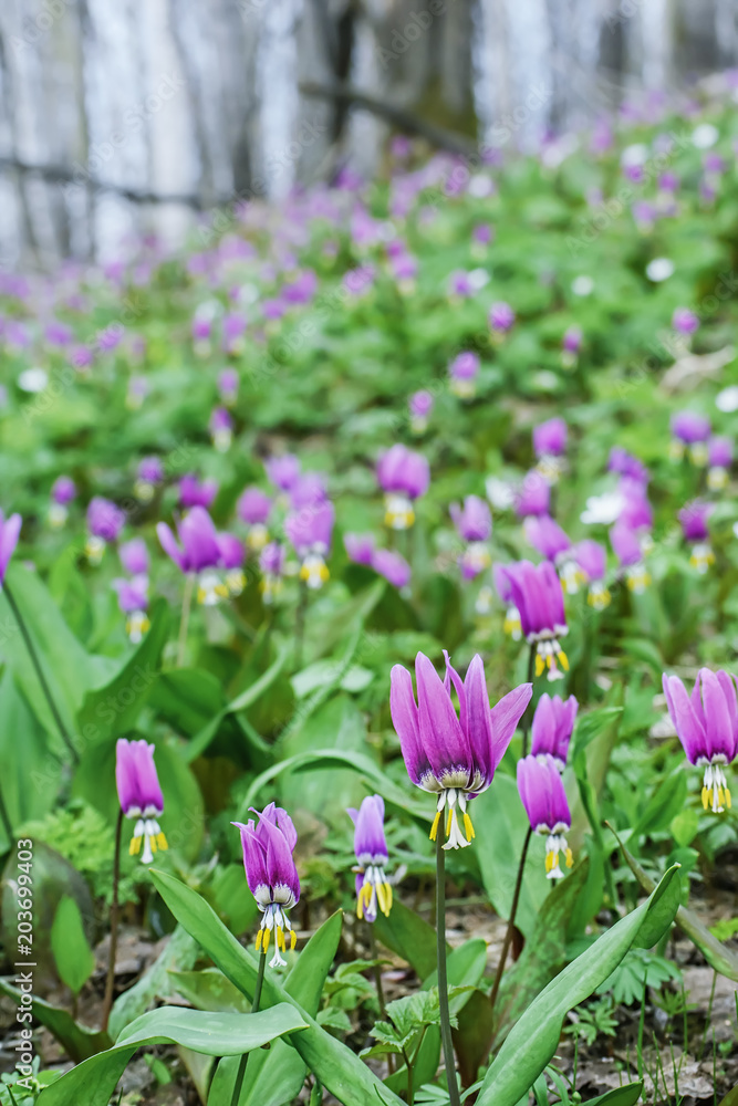 First spring flowers of Siberian forest vertical background