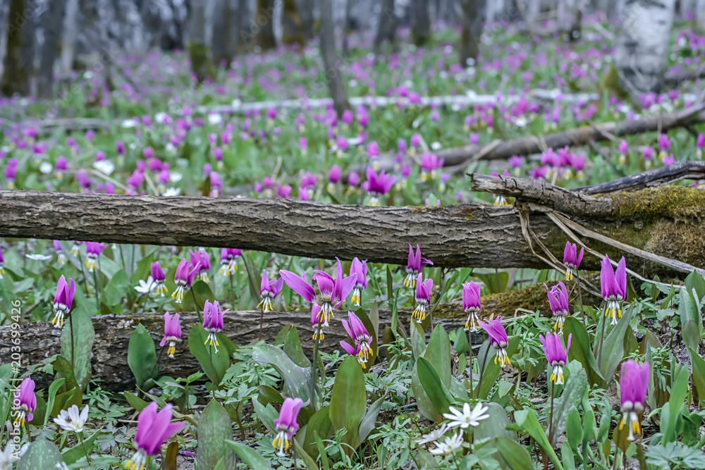 Spring forest landscape with first flowers, horizontal background