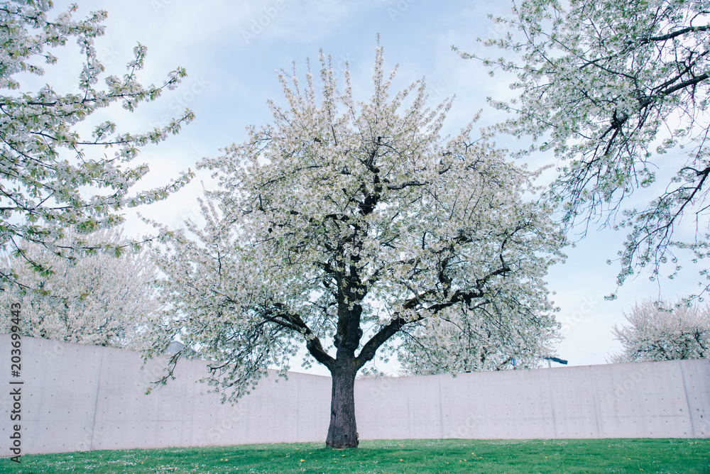 Large cherry trees on a fresh green lawn. Large cherry trees on a fresh green lawn.