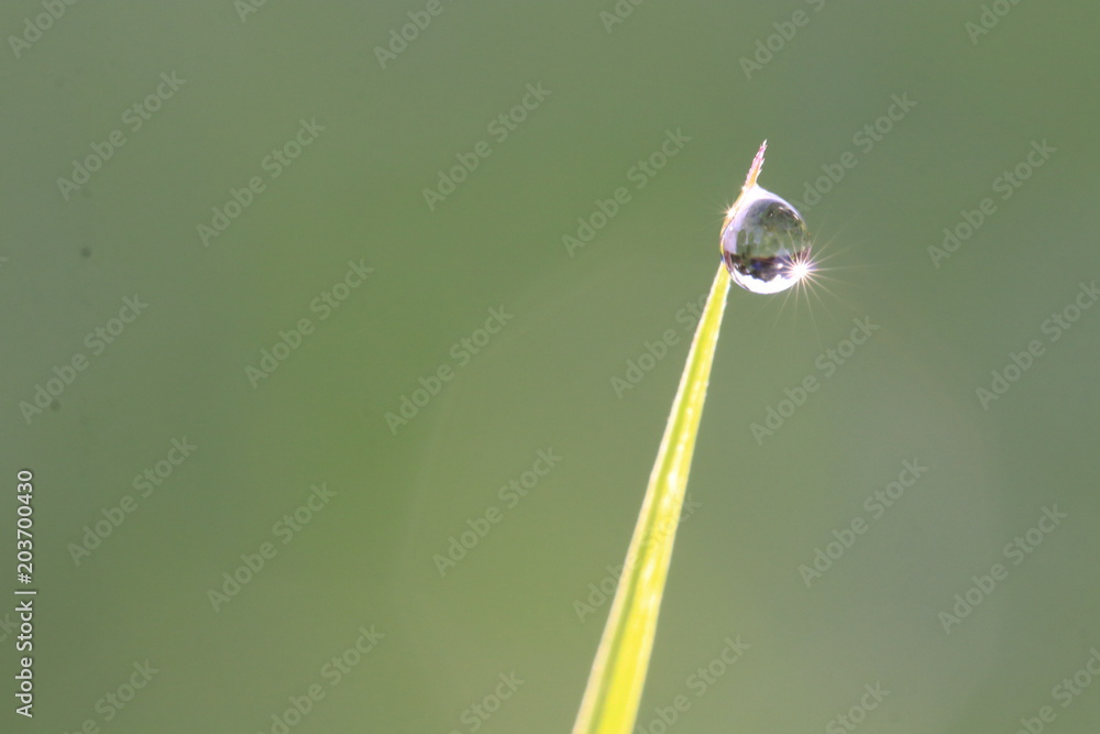 Close up dew drops on grass leaves in the morning Close up dew drops on grass leaves in the morning