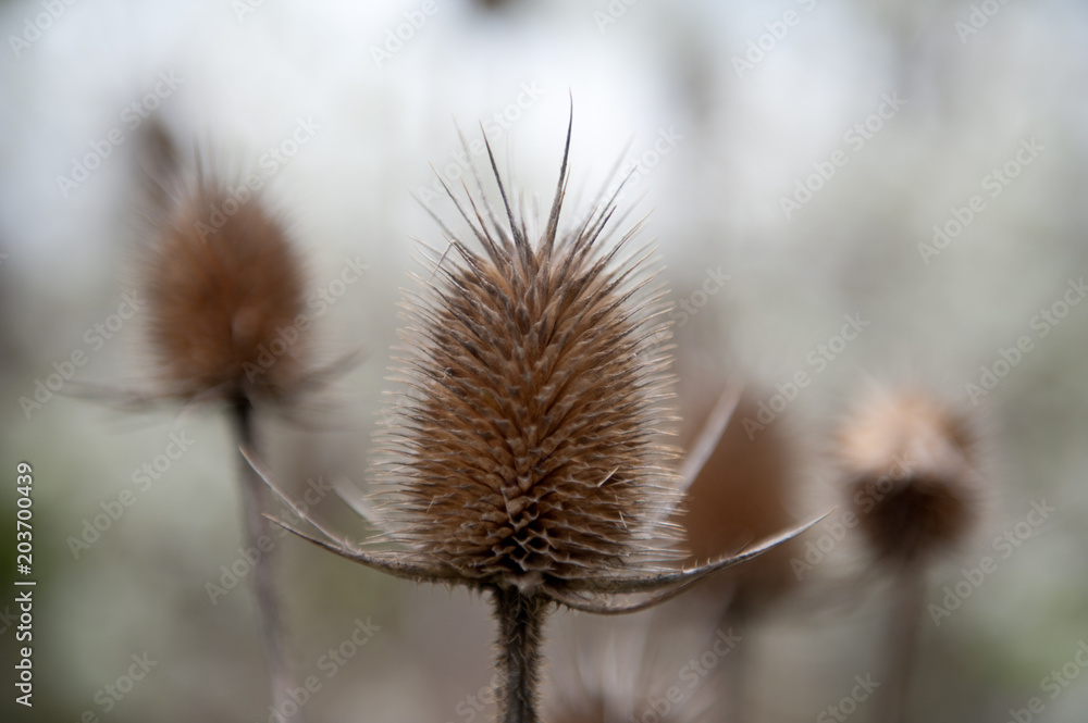 Obraz premium Teasel