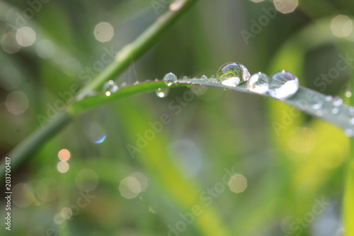 Close up dew drops on grass leaves in the morning