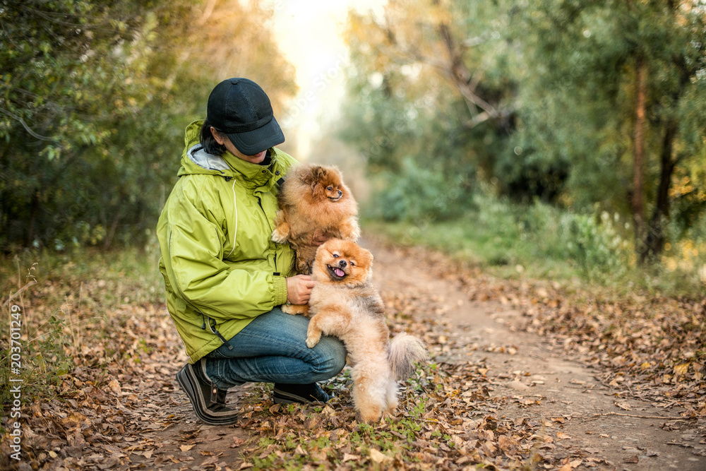 Fototapeta premium Girl walking with Pomeranian dogs in summer autumn forest park.