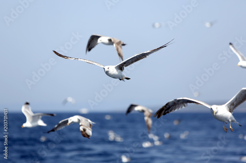 Tela White seagulls flying over the Adriatic sea and searching for food
