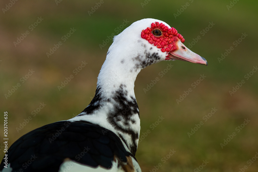 Fototapeta premium Ugly duck