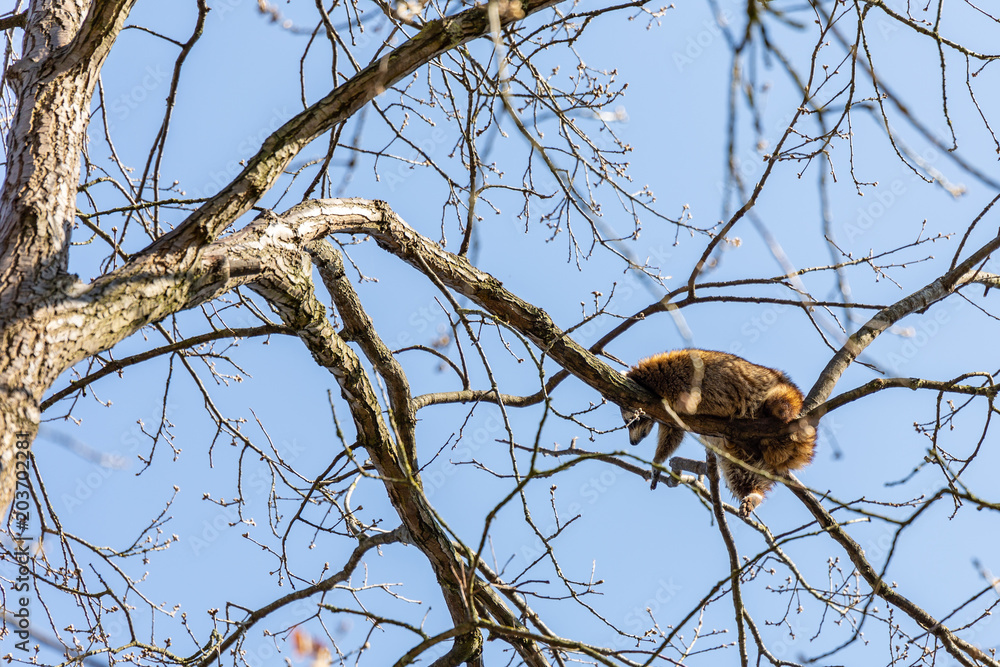racoon taking a nap in a tree racoon taking a nap in a tree