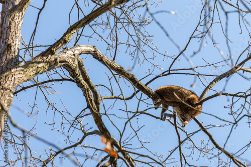 racoon sleeping in a tree © Marcel