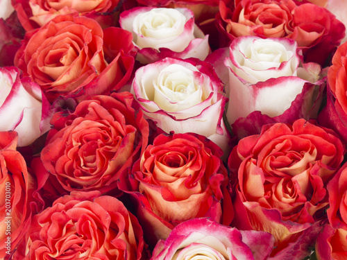 bright beautiful background of roses