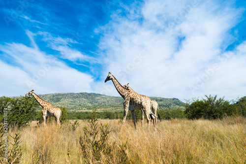 Giraffes grazing in the wild © Herbert