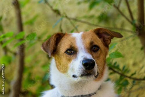 Portrait of dog with green background