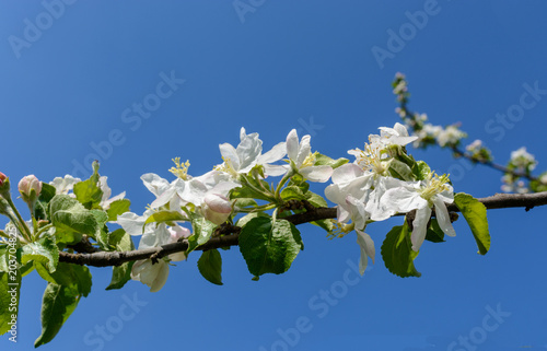 a branch of an Apple tree with white flowers against sky day