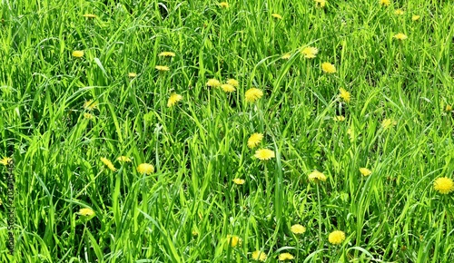 Fototapeta Naklejka Na Ścianę i Meble -  dandelion field