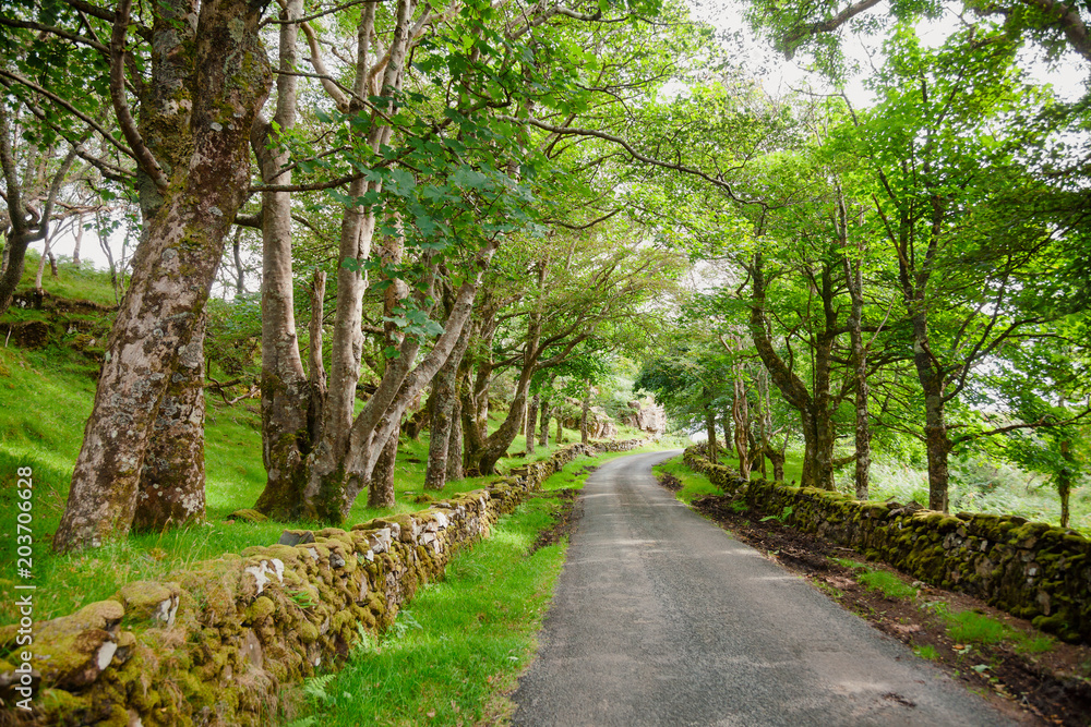 Naklejka premium Country road along drystane dyke in rural Scotland UK