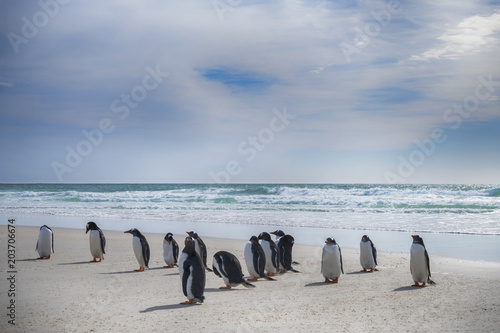 Canvas Print Gentoo Penguins on the beach at Saunder's Island, The Falklands
