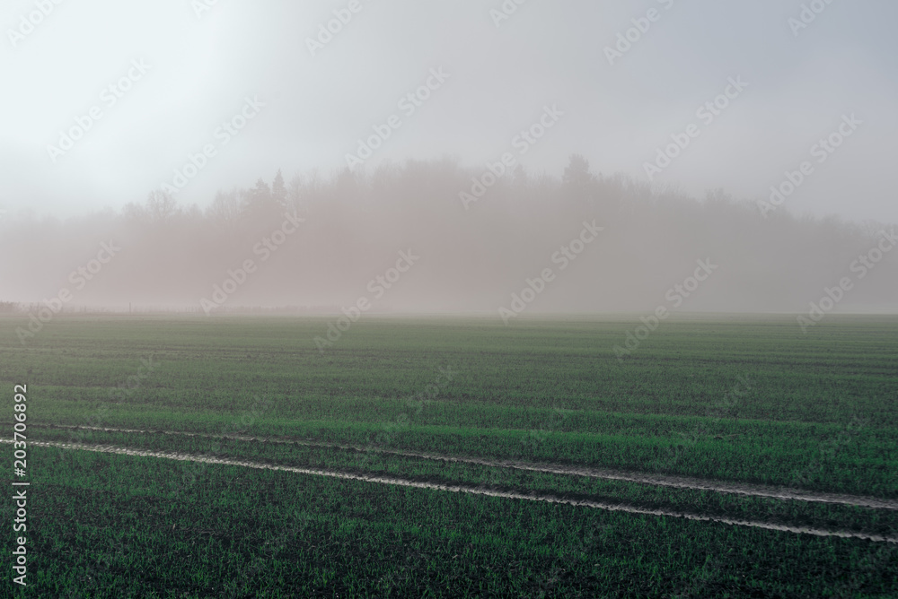 beautiful green meadow in heavy mist beautiful green meadow in heavy mist