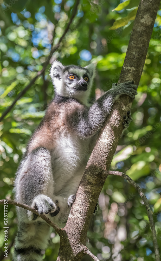 Ring-tailed lemur (Maki), Anja Community Reserve, at the base a large cliff with a sheltered forest habitat among vast boulders with rich wildlife. Madagascar. Ring-tailed lemur (Maki), Anja Community Reserve, at the base a large cliff with a sheltered forest habitat among vast boulders with rich wildlife. Madagascar.