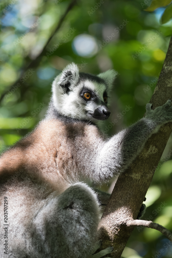 Obraz premium Ring-tailed lemur (Maki), Anja Community Reserve, at the base a large cliff with a sheltered forest habitat among vast boulders with rich wildlife. Madagascar.