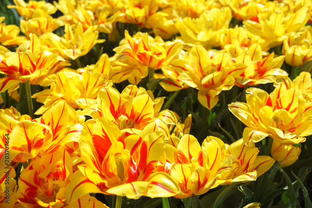 Yellow tulips with a red stripe Yellow tulips with a red stripe