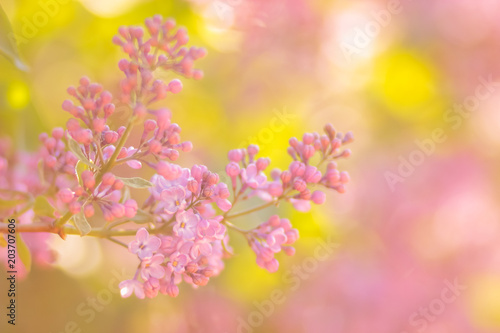 Lilac in warm colors, blooming lilac in sunlight, purple flowers with copy space, blank for postcard, blurry background, festive bouquet, postcard