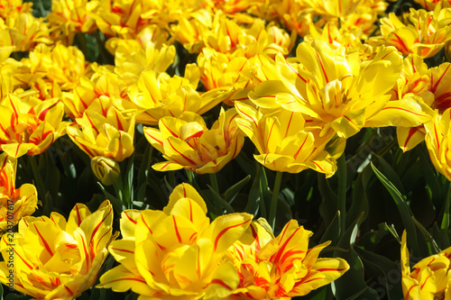 Yellow tulips with a red stripe