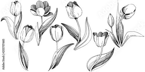 Wildflower tulip flower in a vector style isolated. Full name of the plant: tulip. Vector wildflower for background, texture, wrapper pattern, frame or border.