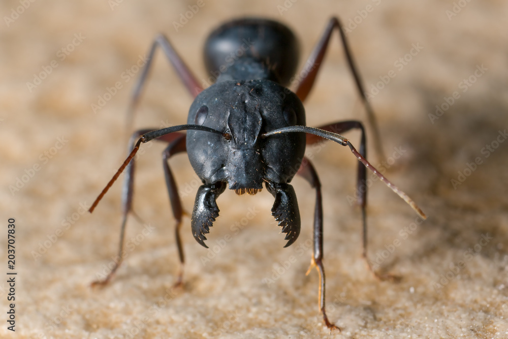 Big scary black ant with giant jaws Big scary black ant with giant jaws