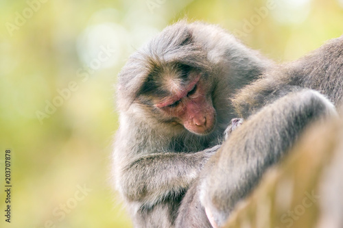 Quadro em tela preening macaque