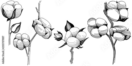 Wildflower cotton  flower in a vector style isolated. Full name of the plant: cotton . Vector wildflower for background, texture, wrapper pattern, frame or border.