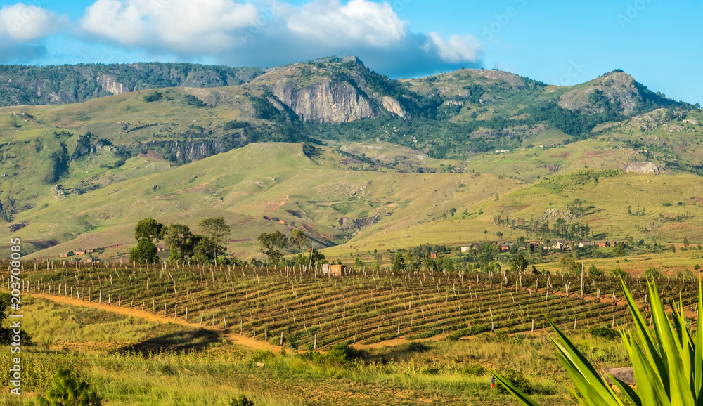 Vineyards near Fianaratsoa (Good education in Malagasy), the second largest city in Madagascar and at the center of its wine-making region
