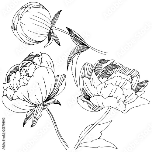Wildflower peonies flower in a vector style isolated. Full name of the plant: peony. Vector wildflower for background, texture, wrapper pattern, frame or border.