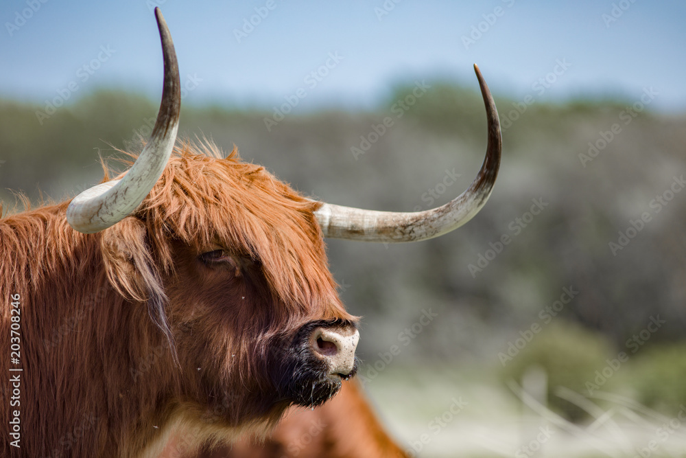 A highland bull with powerfull horns