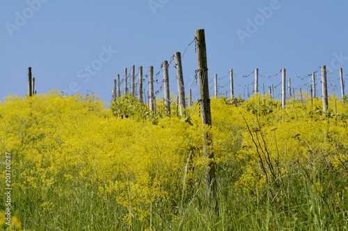 färberkrapp im weinberg photo