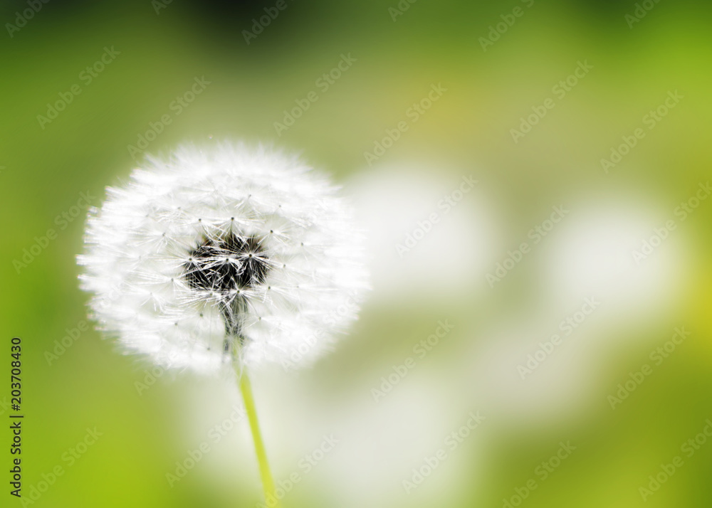 Dandelions heads seeds in green field at sunny summer morning. Beautiful floral blurred dackground. One wildflower in focus Dandelions heads seeds in green field at sunny summer morning. Beautiful floral blurred dackground. One wildflower in focus