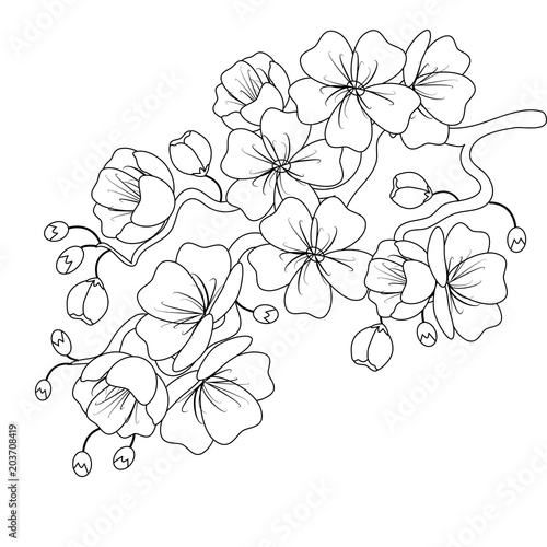 Black-and-white sketch of a cherry blossom branch. Vector illustration.