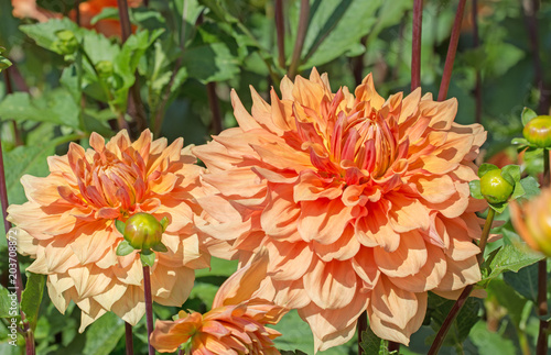 Fototapeta Naklejka Na Ścianę i Meble -  Dahlien, Dahlias