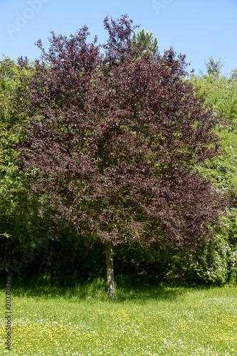 Myrobolan, Prunier myrobolan, Prunus cerasifera