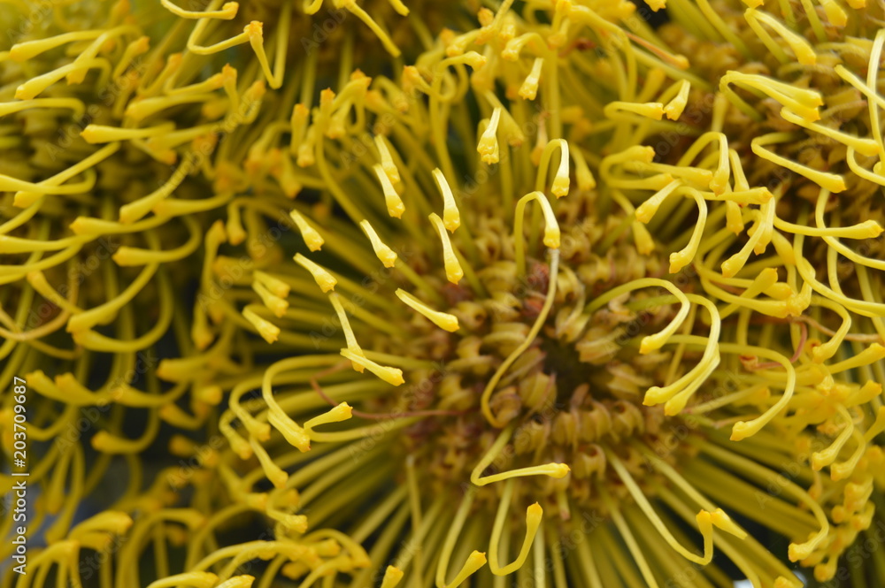 Patter flower yelow Patter flower yelow