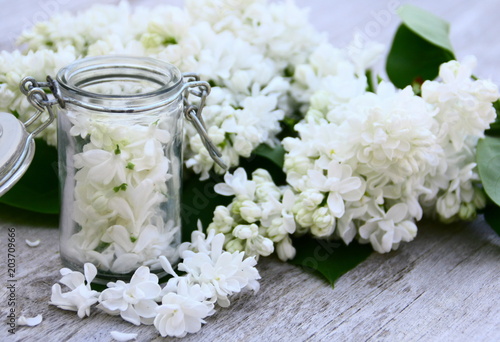 lilas blanc au printemps