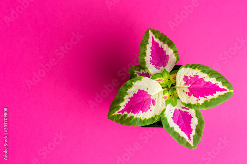 Green pink koleus on a pink background. View from above. photo