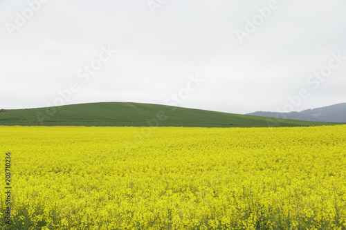 Flowering field of rapeseed canola or colza  plant for green energy and oil industry. Spring time on Spain.